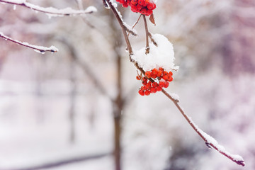 Winter background. Winter landscape with snow-covered bright red rowan.