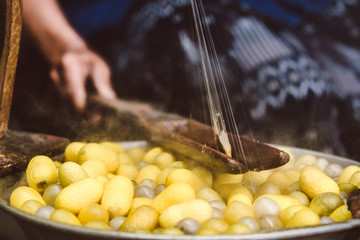 Old Thai Produce the Silk from Silkworm egg 