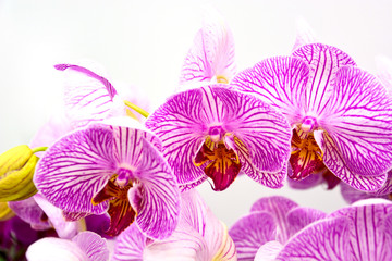 Fototapeta premium Close up of purple orchids, beautiful Phalaenopsis streaked orchid flowers isolated on white background (selective focus)