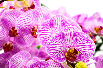 Close up of purple orchids, beautiful  Phalaenopsis streaked orchid flowers isolated on white background (selective focus)
