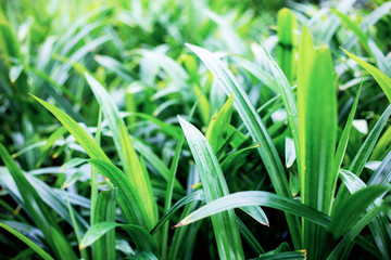 Plant in garden at sunrise.