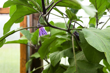 Purple flower on the branches of eggplant