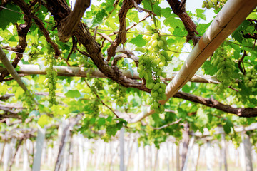 White grapes on tree in vineyard.