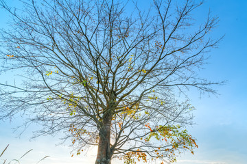 The old Bodhi tree is in the time of changing leaves in winter when the sun shines through the tree to welcome the new day in the highlands of Vietnam.