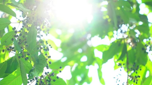 Nature background. Sun shine through blowing on wind tree green leaves. Blurred abstract bokeh with sun flare. Sunlight. Summertime. Beautiful green nature background. Summer trees leaves in park 4 K