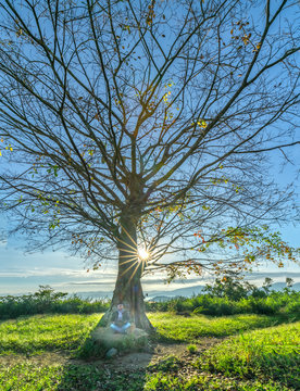 The man sitting under a bodhi tree leafless in meditation posture in the morning winter to relax mentally and welcome the new day in highlands Da Lat, Vietnam