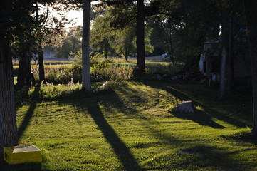 Fototapeta premium alley in the park