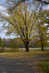 autumn in the park