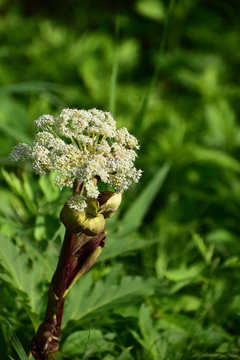 30 最適な うどの大木 画像 ストック写真 ベクター Adobe Stock