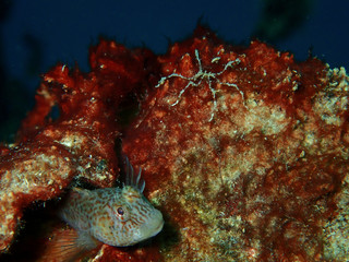 The beauty of underwater world in Sabah, Borneo.