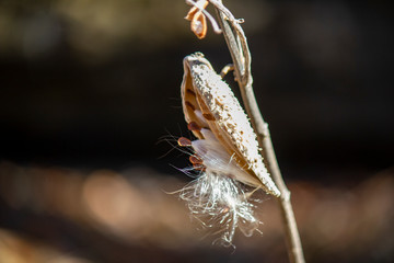 Milkweed