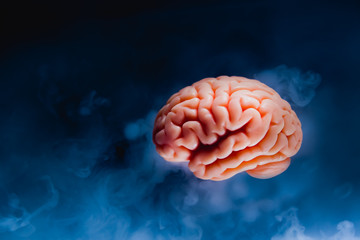 Human brain on a gray background - obrazy, fototapety, plakaty