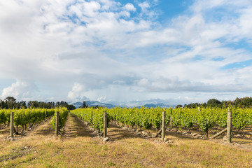 Fototapeta na wymiar New Zealand vineyards with cloudy sky and copy space