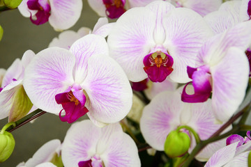 Close up of white and purple orchids, beautiful  Phalaenopsis streaked orchid flowers(selective focus)