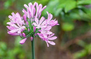 Agapanthe, Lis du Nil, Tubéreuse bleue
