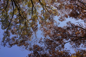 紅葉　空　見上げる　秋　公園　木