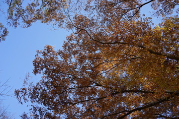 紅葉　空　見上げる　秋　公園　木