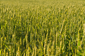 Wheat field and countryside scenery
