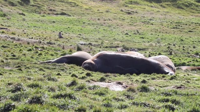 Elephant Seal sleeping on green grass of Antarctica