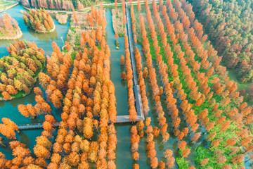 Fototapeta premium Colorful autumn forest in wetland park,aerial view