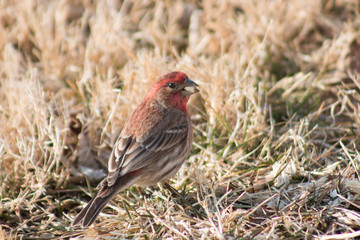 Finch eating