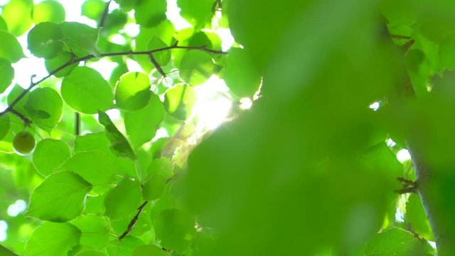 Nature background. Sun shine through blowing on wind tree green leaves. Blurred abstract bokeh with sun flare. Sunlight. Summertime. Beautiful green nature background. Summer trees leaves in park 4 K