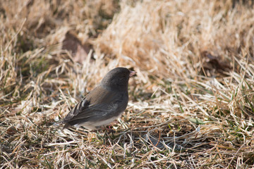Dark Eyed Junco Eating