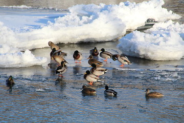 Mallards On Ice, Gold Bar Park, Edmonton, Alberta