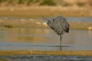 Western Reef-Egret / Egretta gularis