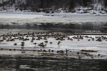 Geese On Ice, Gold Bar Park, Edmonton, Alberta