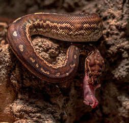 Earth Toned Scales on an Angolan Python Eating Pey