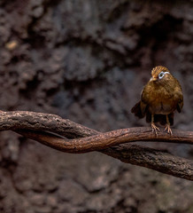 Earth Toned  Plumage on a Chinese Hwamei Bird on a Vine