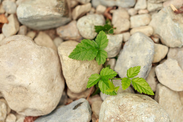 green new growth of berrier growing from gravel