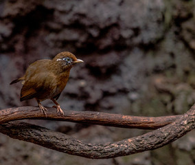 Earth Toned  Plumage on a Chinese Hwamei Bird on a Vine
