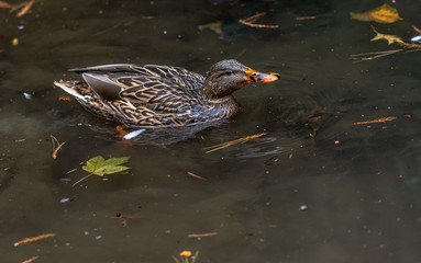 Earth Toned Plumage on a Female Mallard in a Rippling Pond