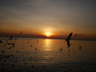 Wonderful picturesque places , many seagulls and good view at Bangpu Recreation Center ,Samut Prakan THAILAND.