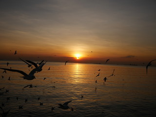 Wonderful picturesque places , many seagulls and good view at Bangpu Recreation Center ,Samut Prakan THAILAND.