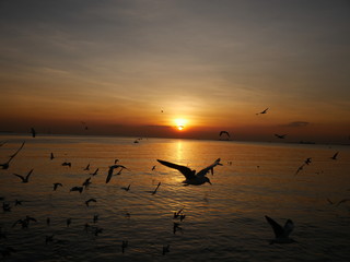 Wonderful picturesque places , many seagulls and good view at Bangpu Recreation Center ,Samut Prakan THAILAND.