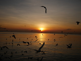 Wonderful picturesque places , many seagulls and good view at Bangpu Recreation Center ,Samut Prakan THAILAND.
