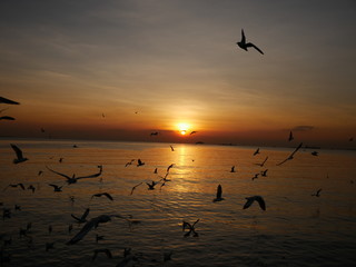 Wonderful picturesque places , many seagulls and good view at Bangpu Recreation Center ,Samut Prakan THAILAND.