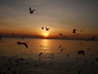 Wonderful picturesque places , many seagulls and good view at Bangpu Recreation Center ,Samut Prakan THAILAND.