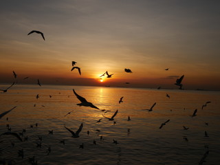 Wonderful picturesque places , many seagulls and good view at Bangpu Recreation Center ,Samut Prakan THAILAND.
