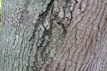 tree bark texture
