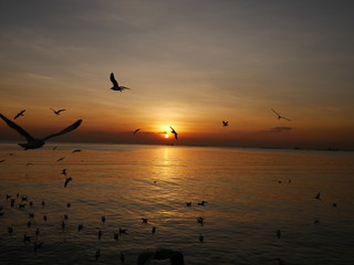 Wonderful picturesque places , many seagulls and good view at Bangpu Recreation Center ,Samut Prakan THAILAND.