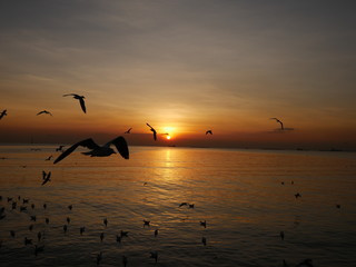 Wonderful picturesque places , many seagulls and good view at Bangpu Recreation Center ,Samut Prakan THAILAND.