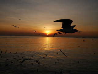 Wonderful picturesque places , many seagulls and good view at Bangpu Recreation Center ,Samut Prakan THAILAND.