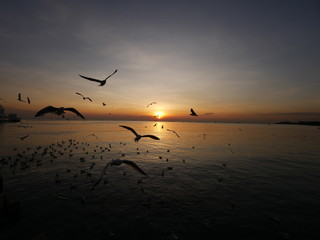 Wonderful picturesque places , many seagulls and good view at Bangpu Recreation Center ,Samut Prakan THAILAND.