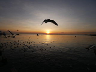 Wonderful picturesque places , many seagulls and good view at Bangpu Recreation Center ,Samut Prakan THAILAND.