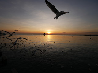 Wonderful picturesque places , many seagulls and good view at Bangpu Recreation Center ,Samut Prakan THAILAND.