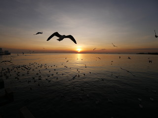 Wonderful picturesque places , many seagulls and good view at Bangpu Recreation Center ,Samut Prakan THAILAND.